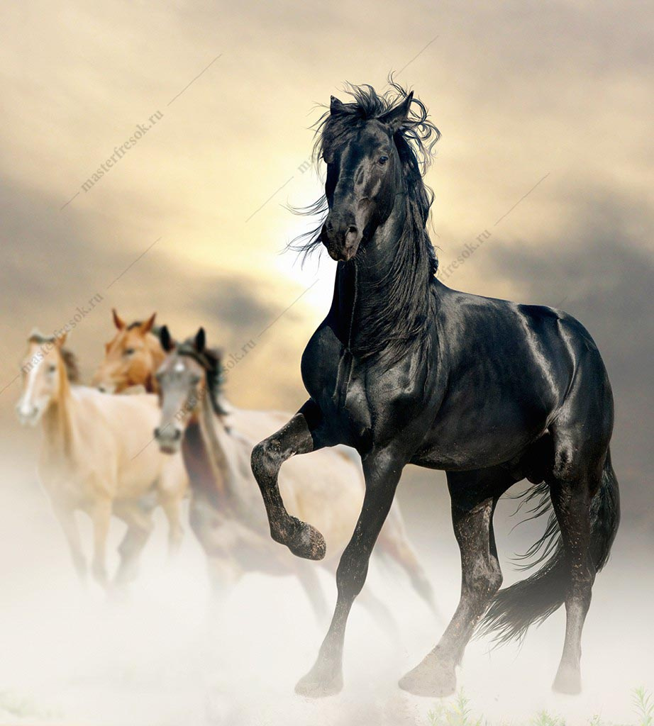 Фотообои Конь черный
