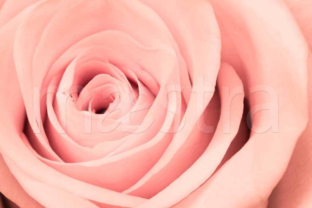 Фотообои Розовая роза элегантная